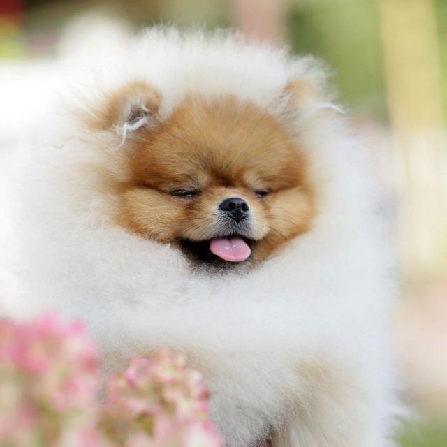 🦁Питомник шпицев - HEAVENLY PAWS🦁