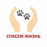 СПАСЕМ ЖИЗНЬ | Волонтерское движение в защиту животных