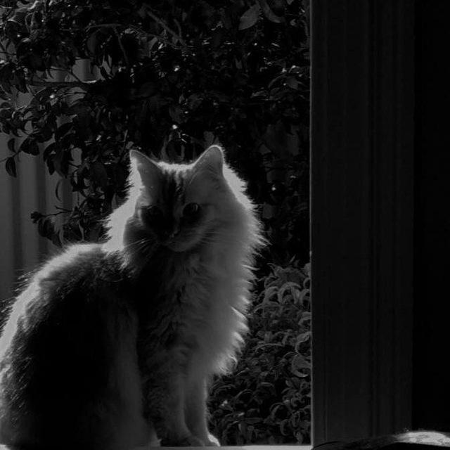 -Silent Mood