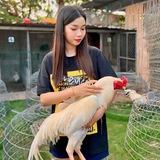 សង្វៀនចក្រី KC999🐓