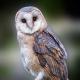СОВЫ 🦉