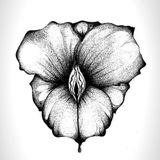 Apollinary