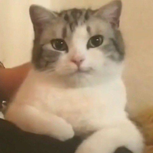 你又来看咪了