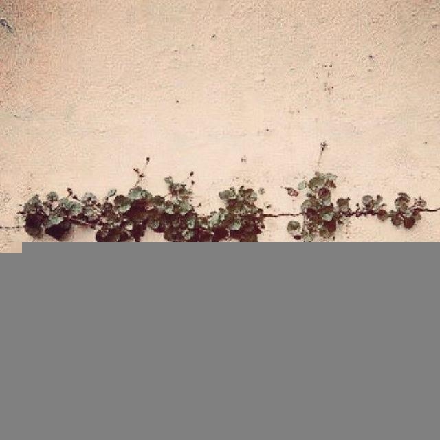 مُنکَسِرْ🌱