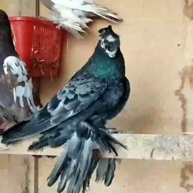 ШАХРИСАБЗ 🌎🕊️ БОЙНЫЕ🕊 ГОЛУБИ 🕊️ 💥🇺🇿🇰🇬🇵🇼