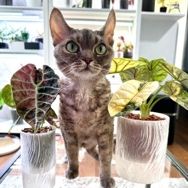 Green room. Пикси, Зои и зеленая комната🌱🐈‍⬛🐈‍⬛