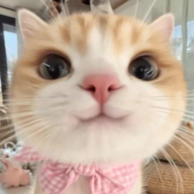 猪猪乐园（重生版）