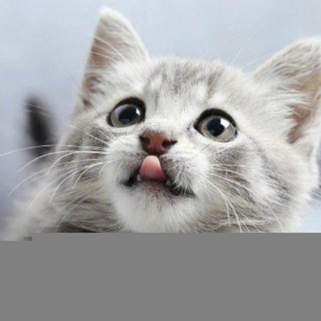 Проказники🐾
