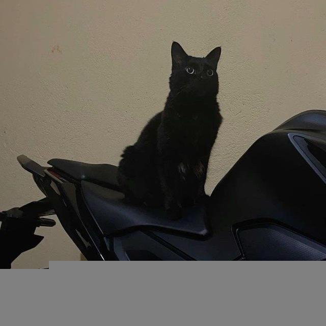 ʙʟᴜᴇ