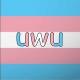 trans_memes