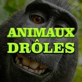 ANIMAUX DRÔLES