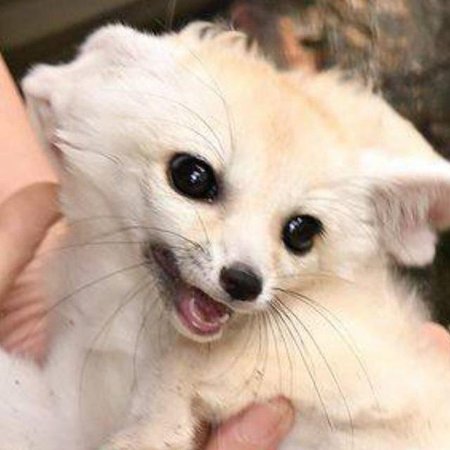 Fennec Friends 😊