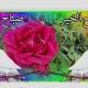اقوى شيلات طرب