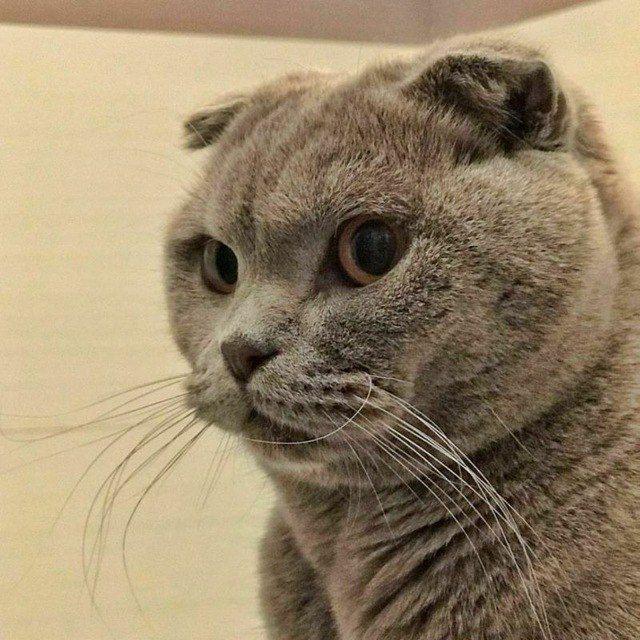 cat mood 🐾