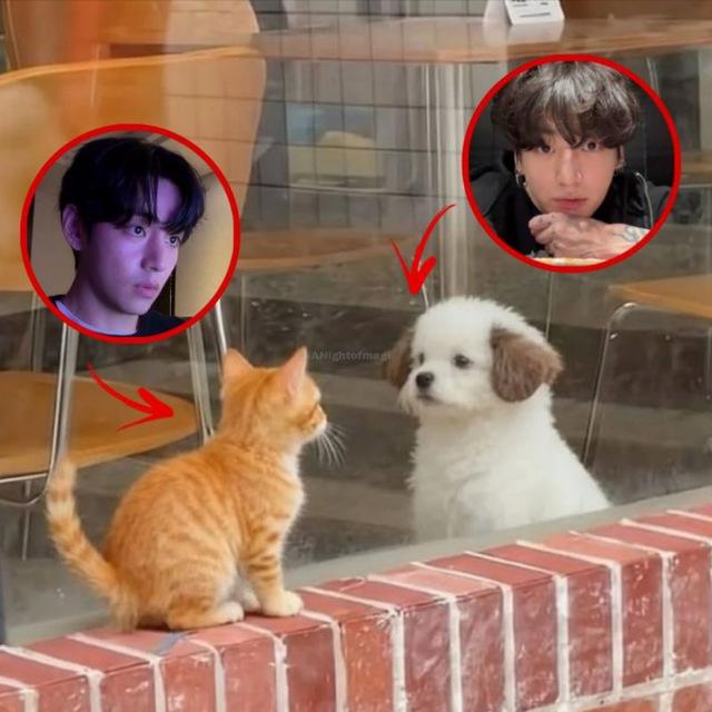 kitten tae and puppy jk
