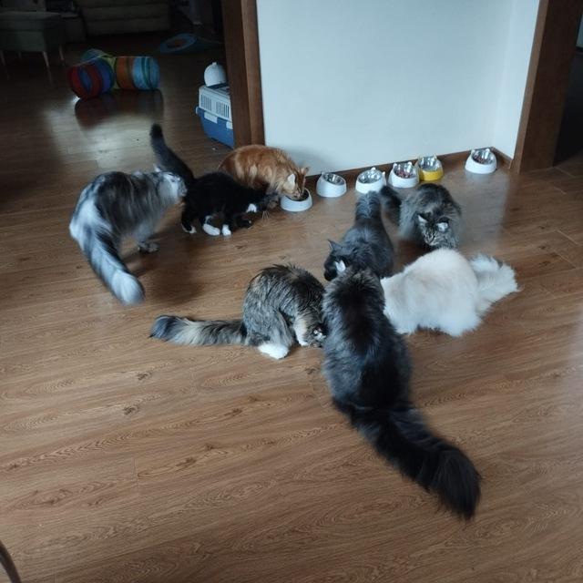 Жизнь котов