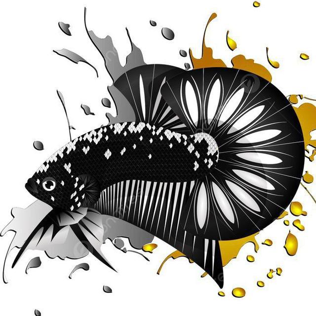 Betta Fish ST (ត្រីក្រឹម)