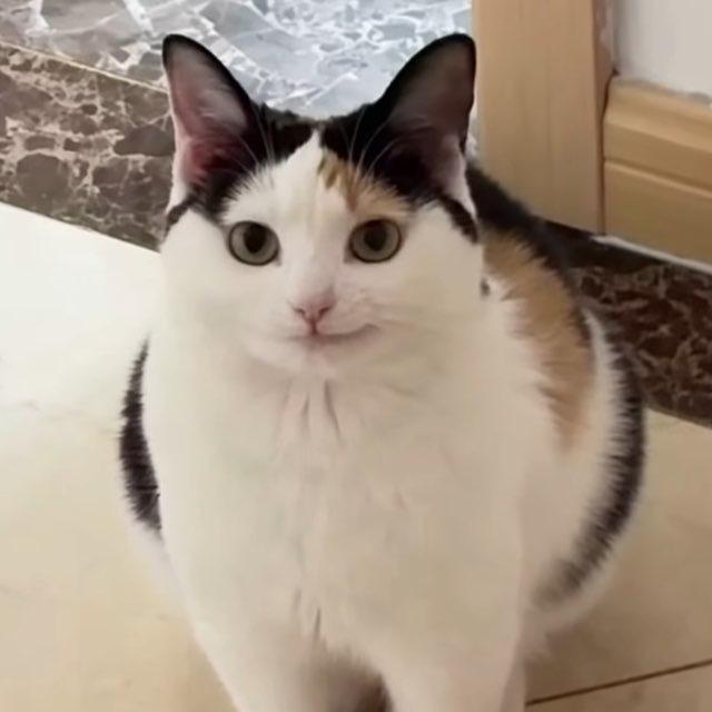 Shiny Ruby