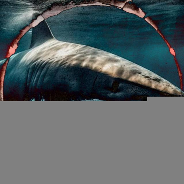SHARK 18+