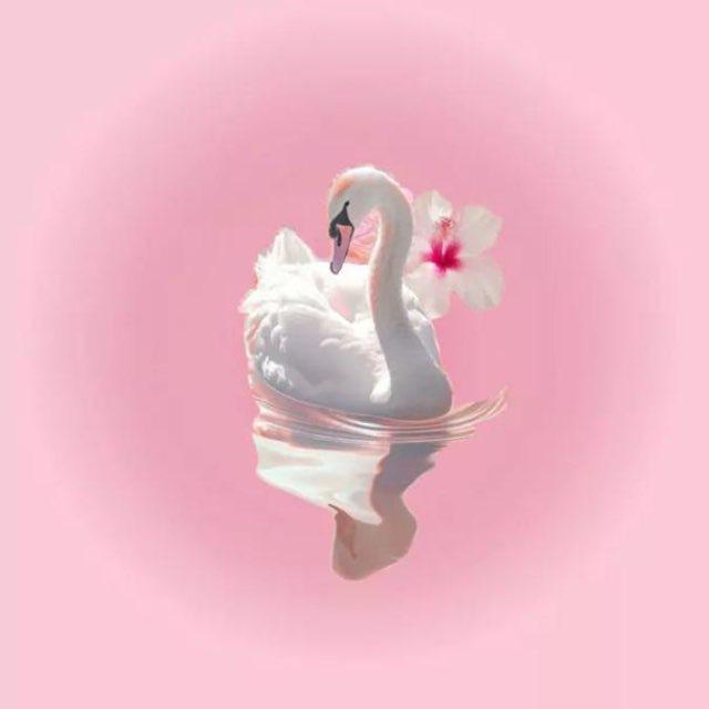 Eul .🦢