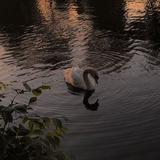 ᥉᭙ᥲꪀ 🦢ً.