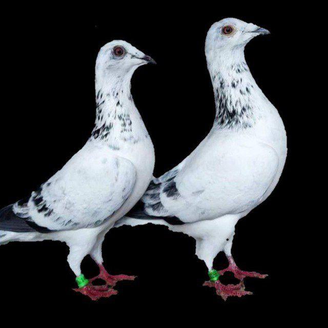 ደብረዘይት & ናዝሬት pigeon & bird