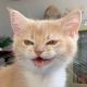 cats, i love cats