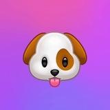 Animali divertenti 🐶