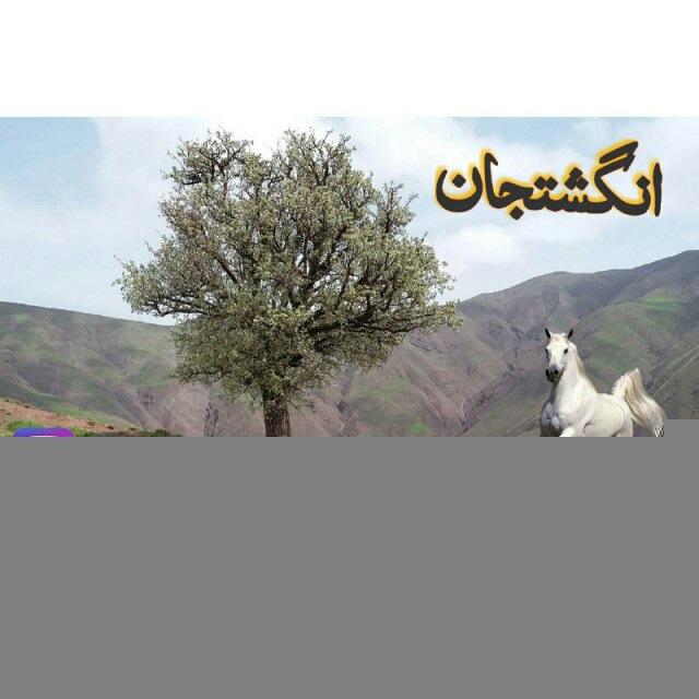 کانال تبریزانگشتجان