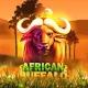 African Buffalo
